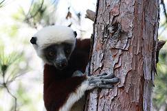 Lemur lovely from the 4th largest island in the world